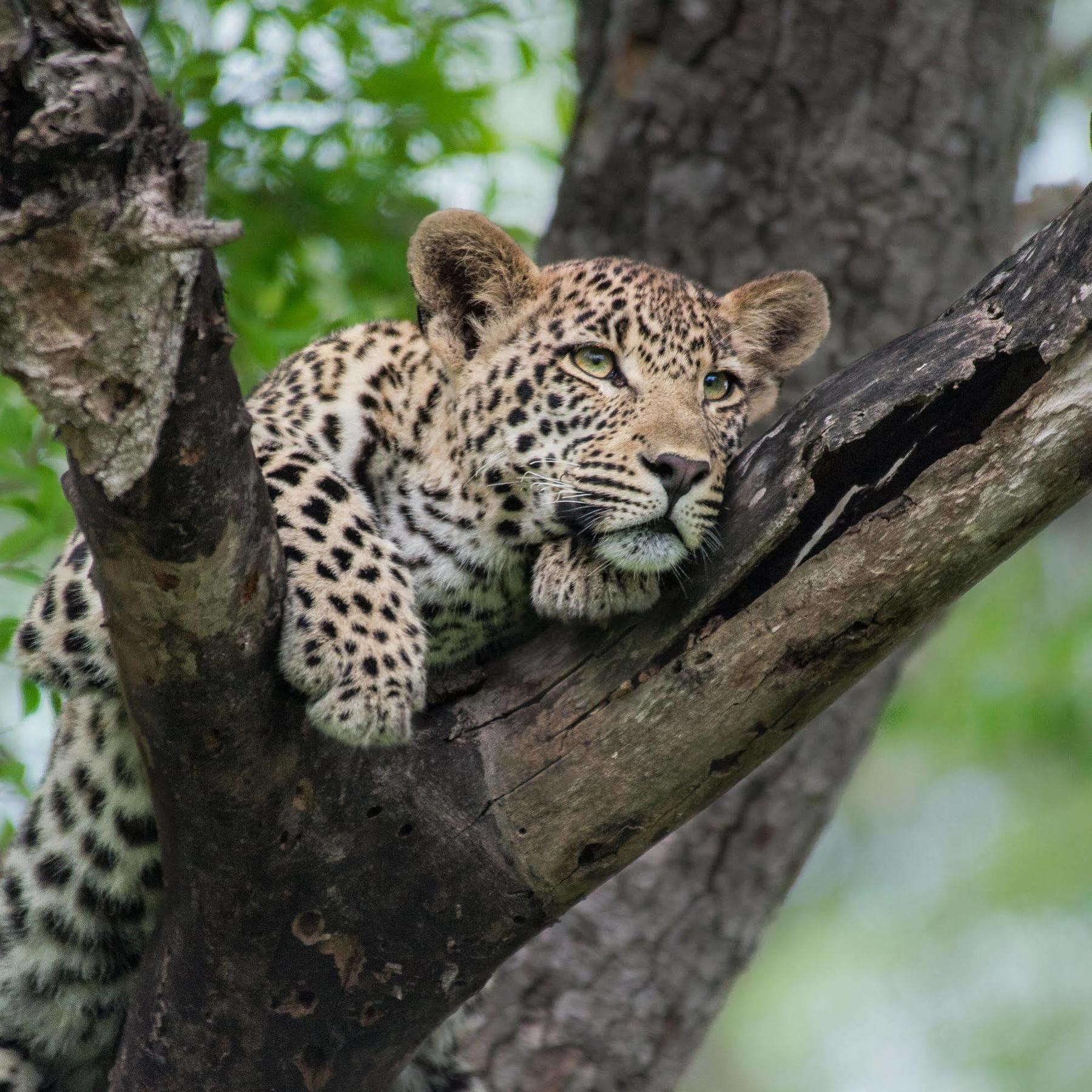 Lion Sands - Tinga Lodge Скукуза Екстериор снимка