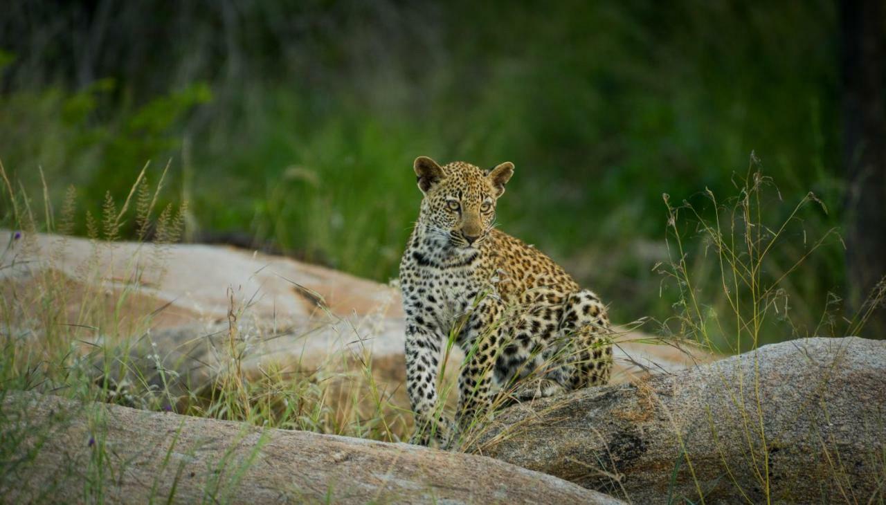 Lion Sands - Tinga Lodge Скукуза Екстериор снимка